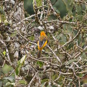 Spot-breasted Oriole