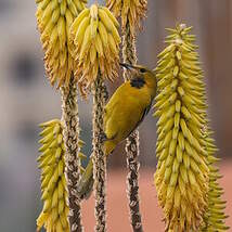 Oriole masqué