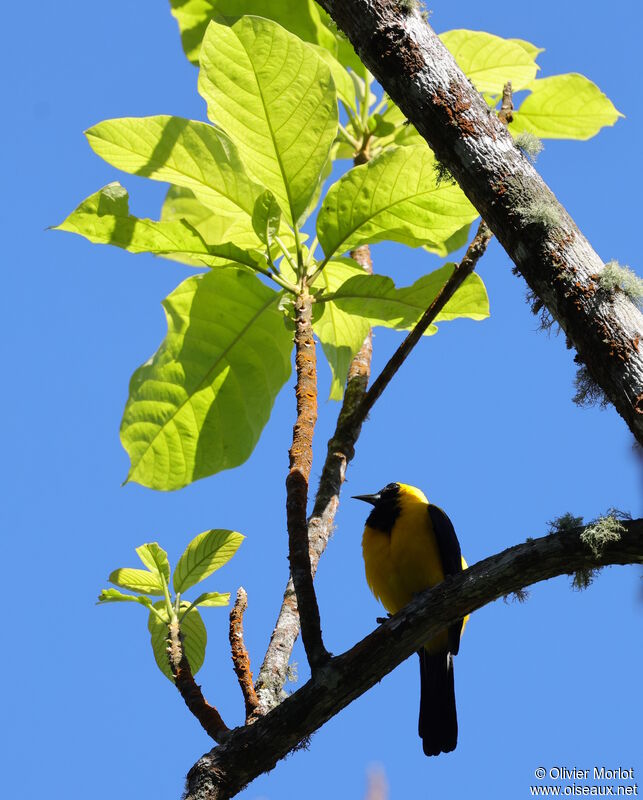 Yellow-backed Oriole