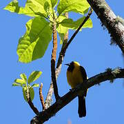 Yellow-backed Oriole