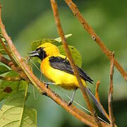 Yellow-backed Oriole