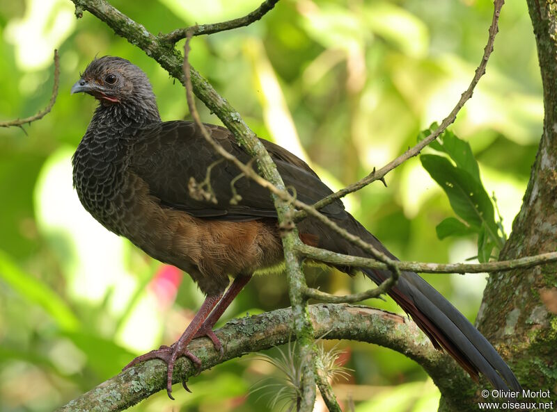 Colombian Chachalaca