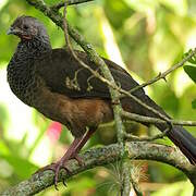 Colombian Chachalaca