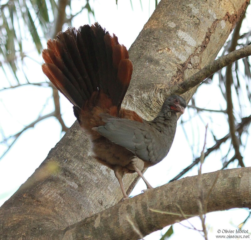 Chaco Chachalaca