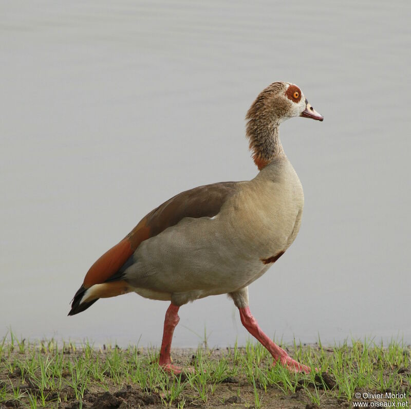 Egyptian Goose