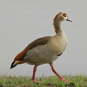 Egyptian Goose