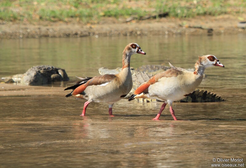 Egyptian Goose