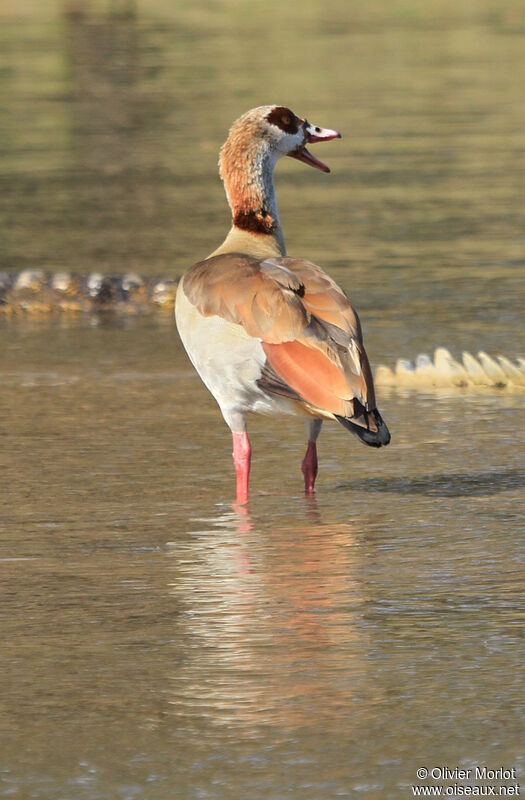 Egyptian Goose