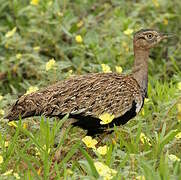 Red-crested Korhaan