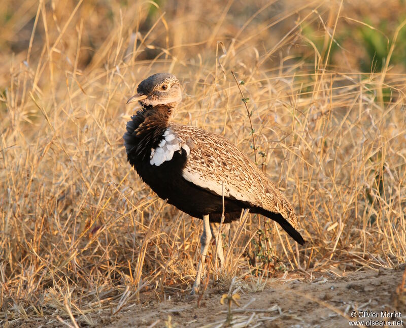 Red-crested Korhaan male