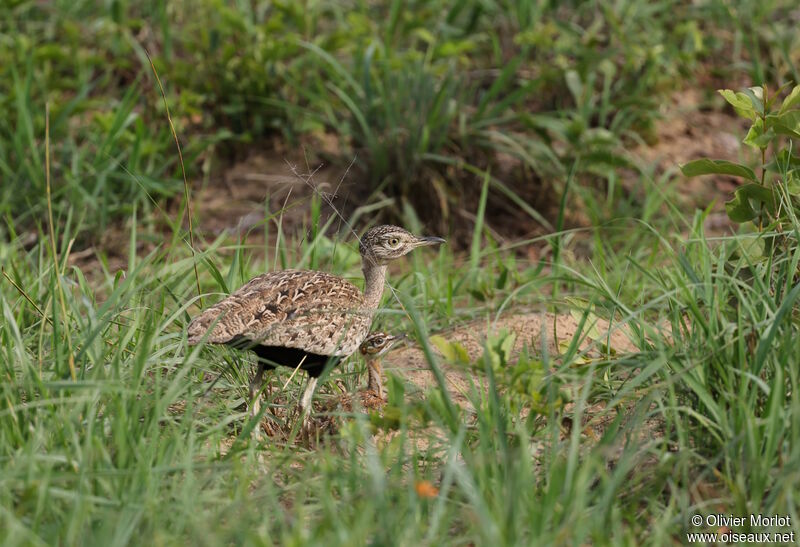 Red-crested Korhaan