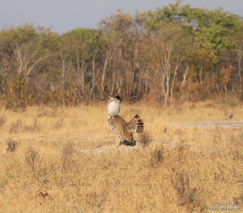 Kori Bustard