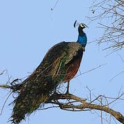 Indian Peafowl