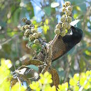 Ribbon-tailed Astrapia