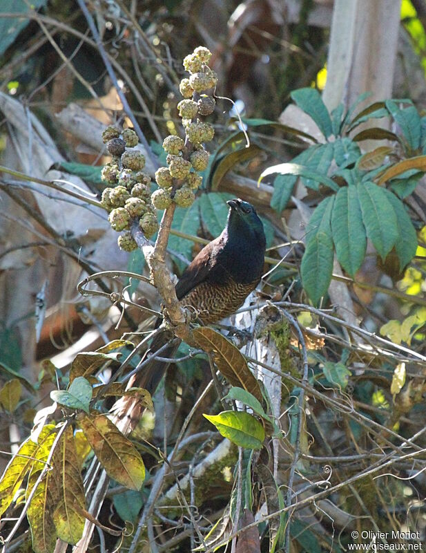 Ribbon-tailed Astrapia female