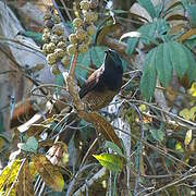 Ribbon-tailed Astrapia