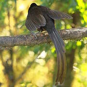 Ribbon-tailed Astrapia