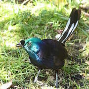 Ribbon-tailed Astrapia