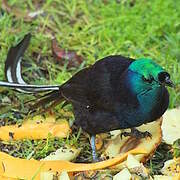 Ribbon-tailed Astrapia