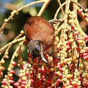 Lawes's Parotia