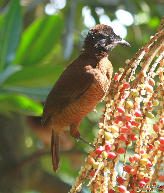 Lawes's Parotia female