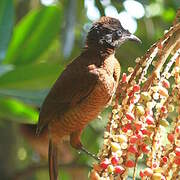 Lawes's Parotia