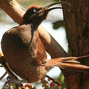 Brown Sicklebill