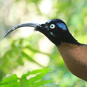 Brown Sicklebill