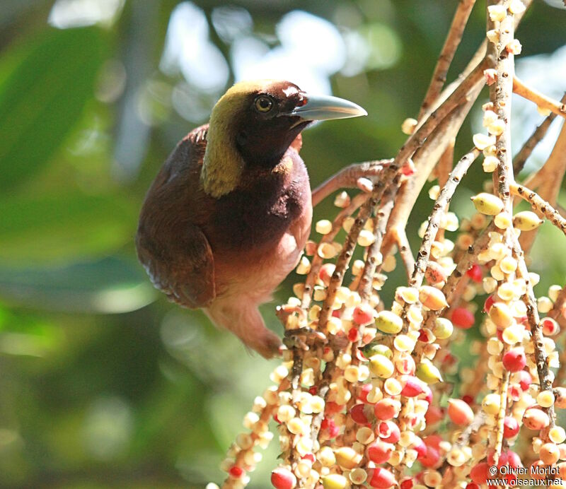 Raggiana Bird-of-paradise female