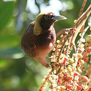 Raggiana Bird-of-paradise