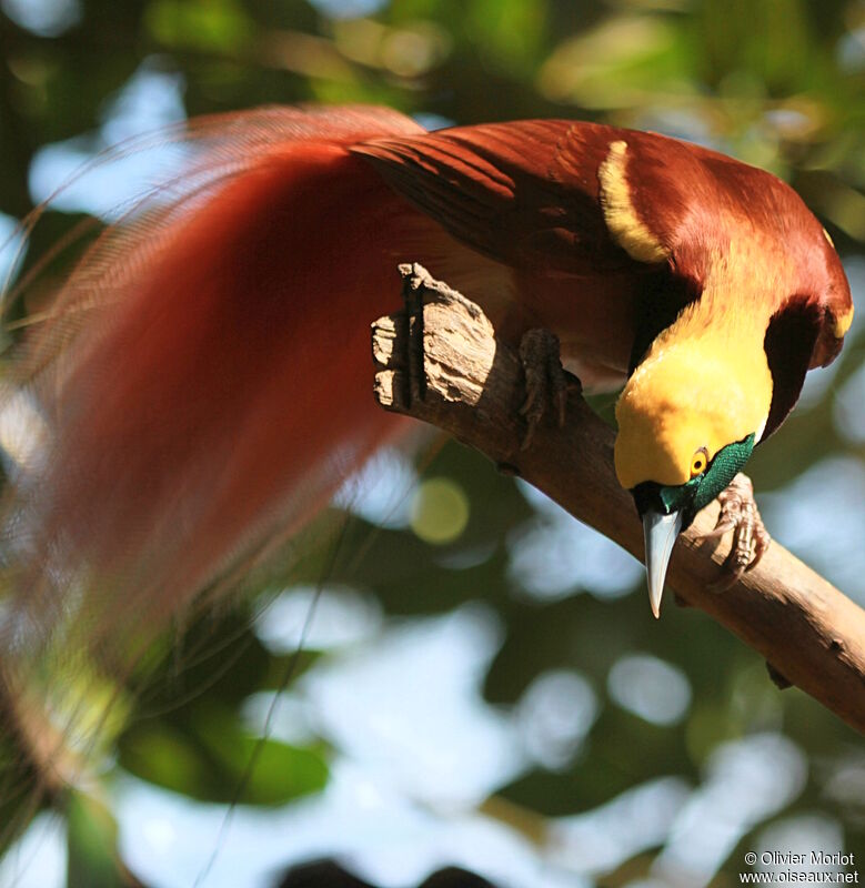 Raggiana Bird-of-paradise male