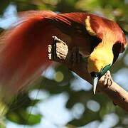 Raggiana Bird-of-paradise