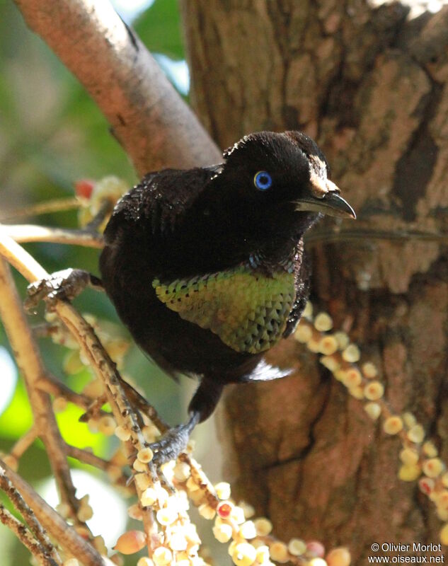 Wahnes's Parotia male