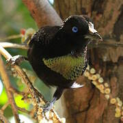 Wahnes's Parotia