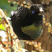 Wahnes's Parotia