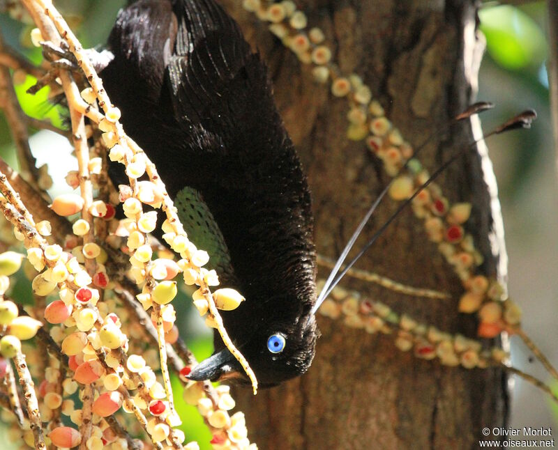 Wahnes's Parotia male