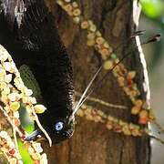 Wahnes's Parotia