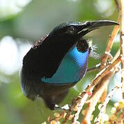 Magnificent Riflebird