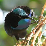 Magnificent Riflebird