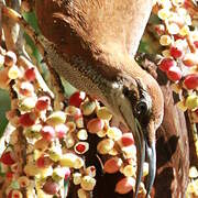 Magnificent Riflebird