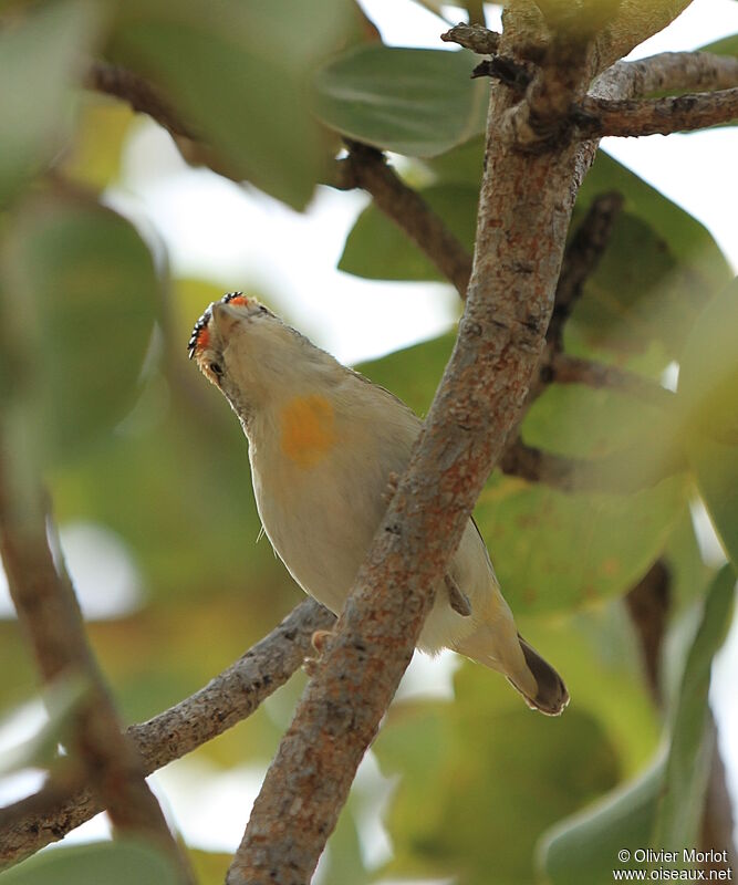 Red-browed Pardalote