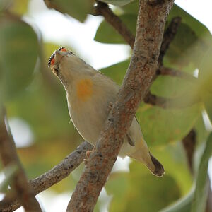 Pardalote à sourcils rouges