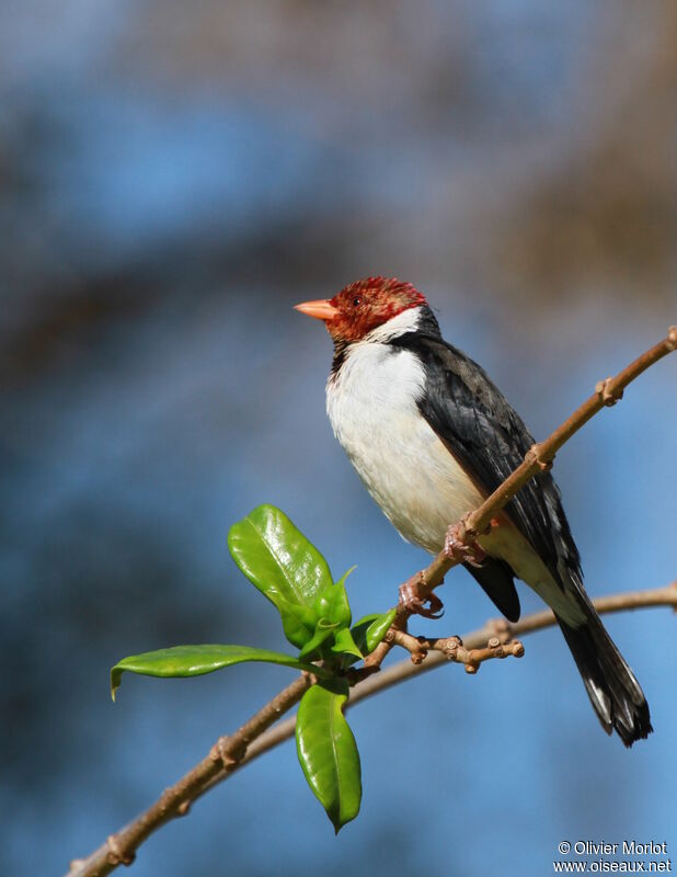 Yellow-billed Cardinal