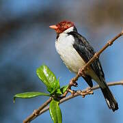 Yellow-billed Cardinal