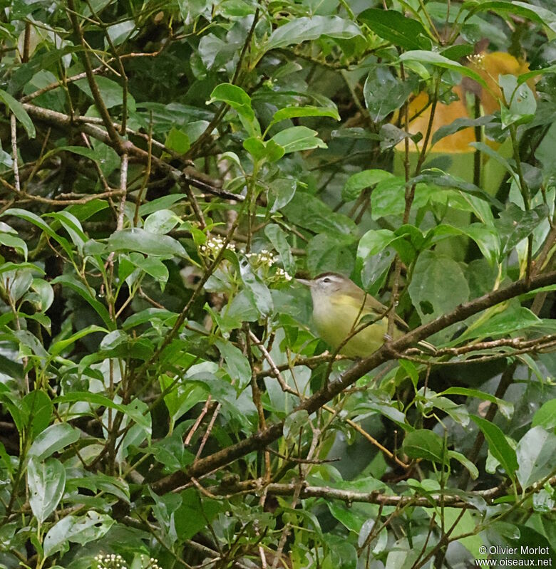 Golden-crowned Warbler