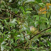 Golden-crowned Warbler