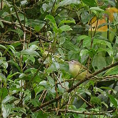 Paruline à couronne dorée