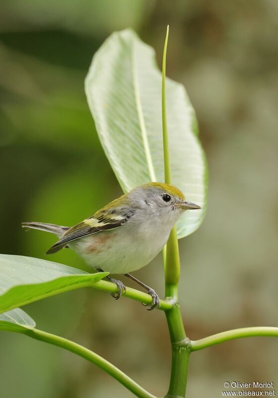 Chestnut-sided Warbler