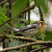 Blackburnian Warbler