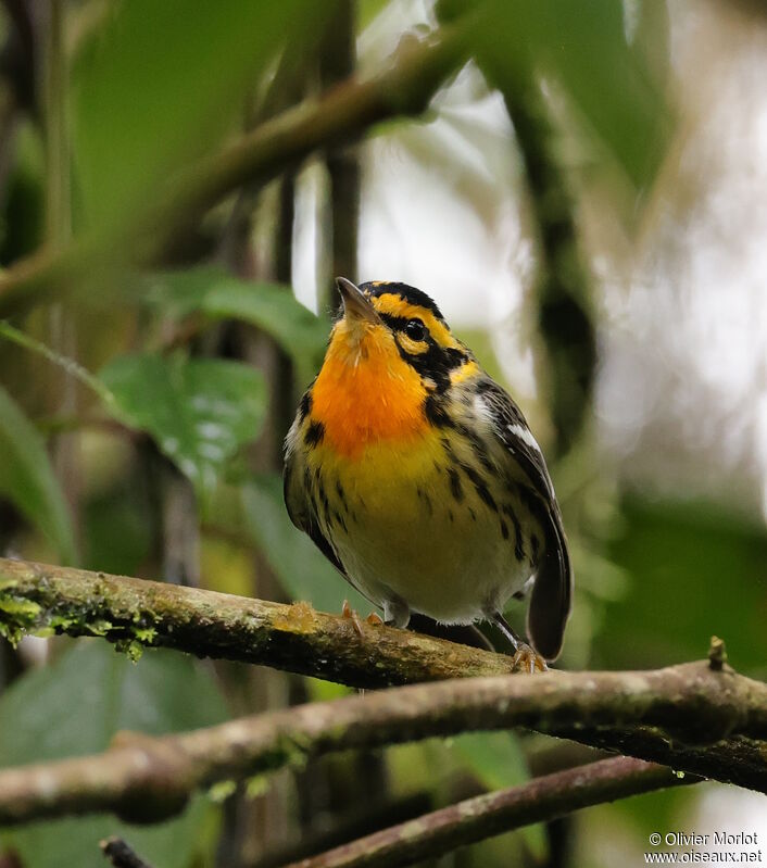 Blackburnian Warbler male